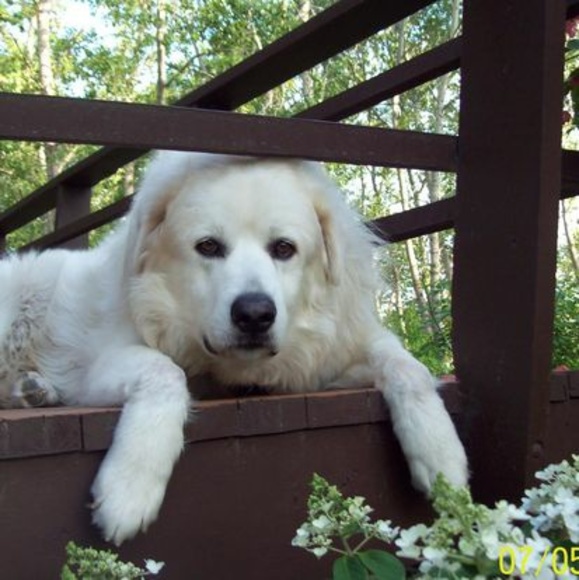 Meet your Posher, Suzanne - Picture 1 of 1